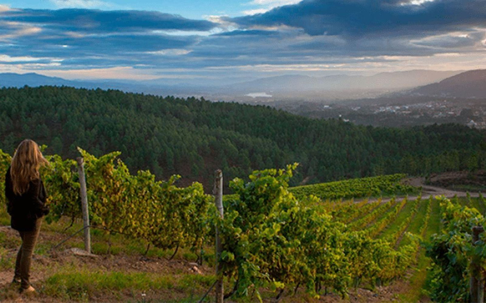 ORIXE DO ALBARIÑO EN LANTAÑO