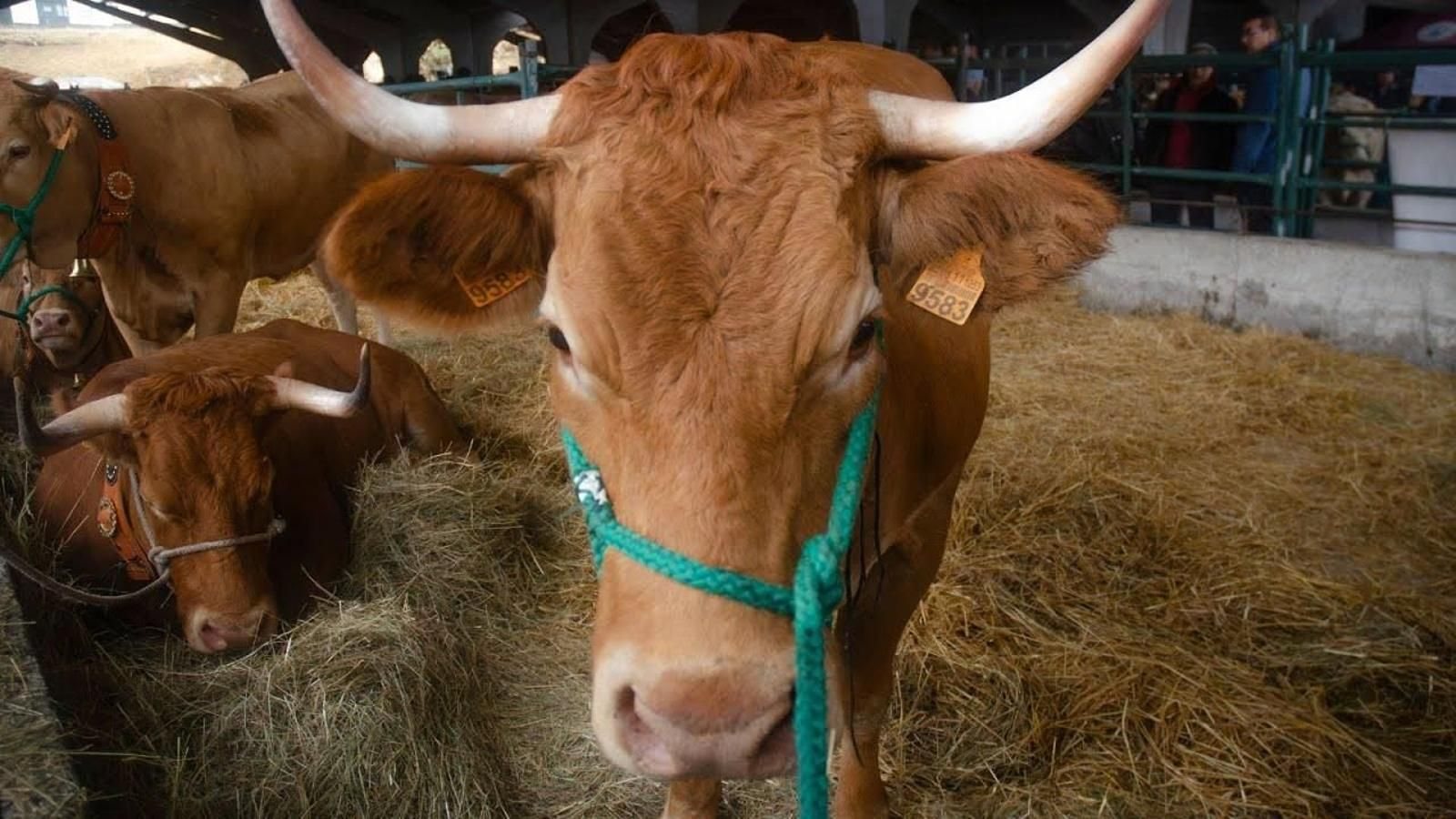 Imagen de archivo de una vaca