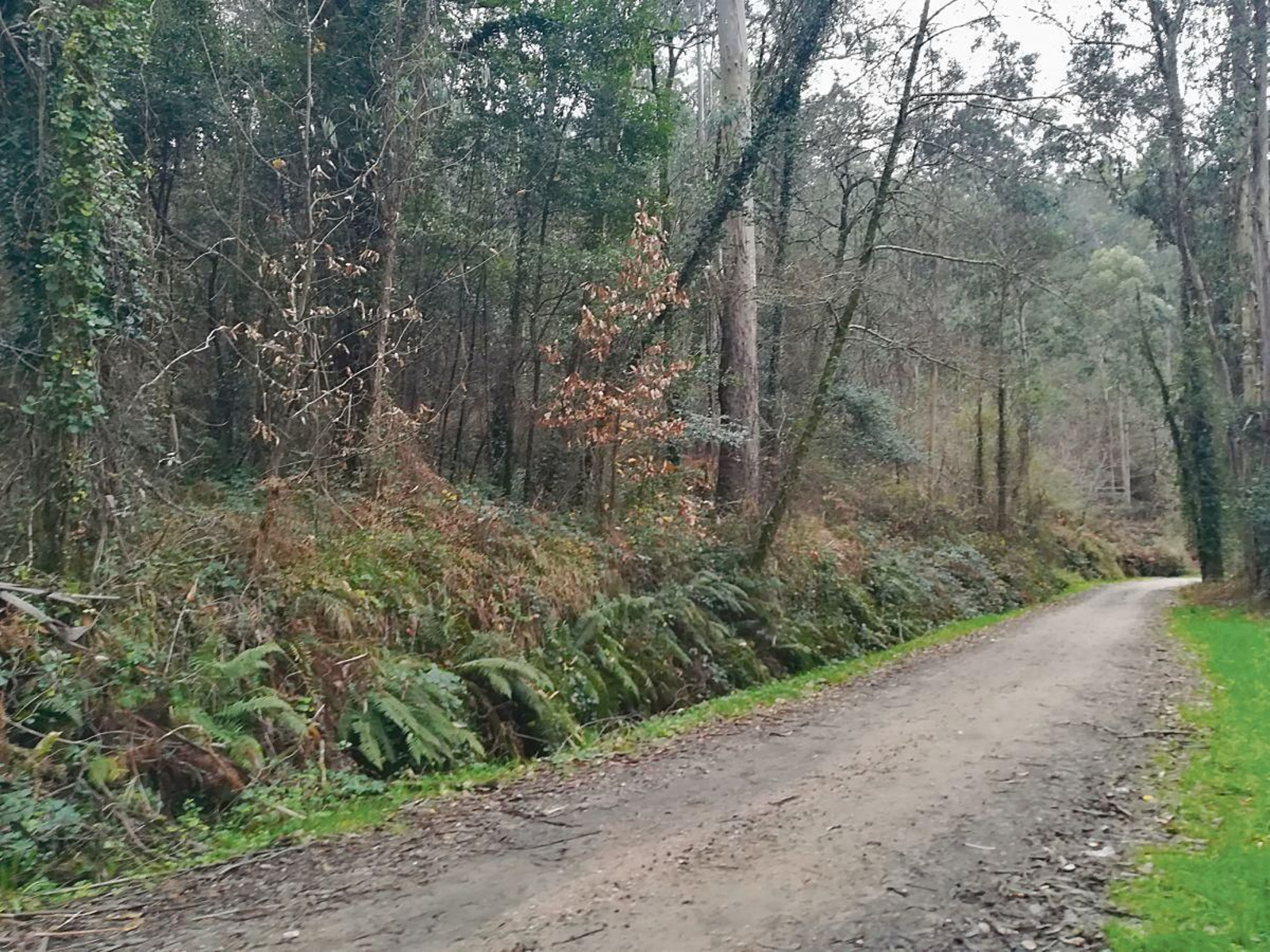 El camino actual era hace 200 años una auténtica “autopista” muy utilizada para moverse por toda la comarca de Vigo. En este punto concreto, hoy cubierta por la maleza, se encuentran los restos que se conservan de la aldea de la Fraga de San Cibrán, desaparecida a finales del siglo XIX, tragada por el bosque.