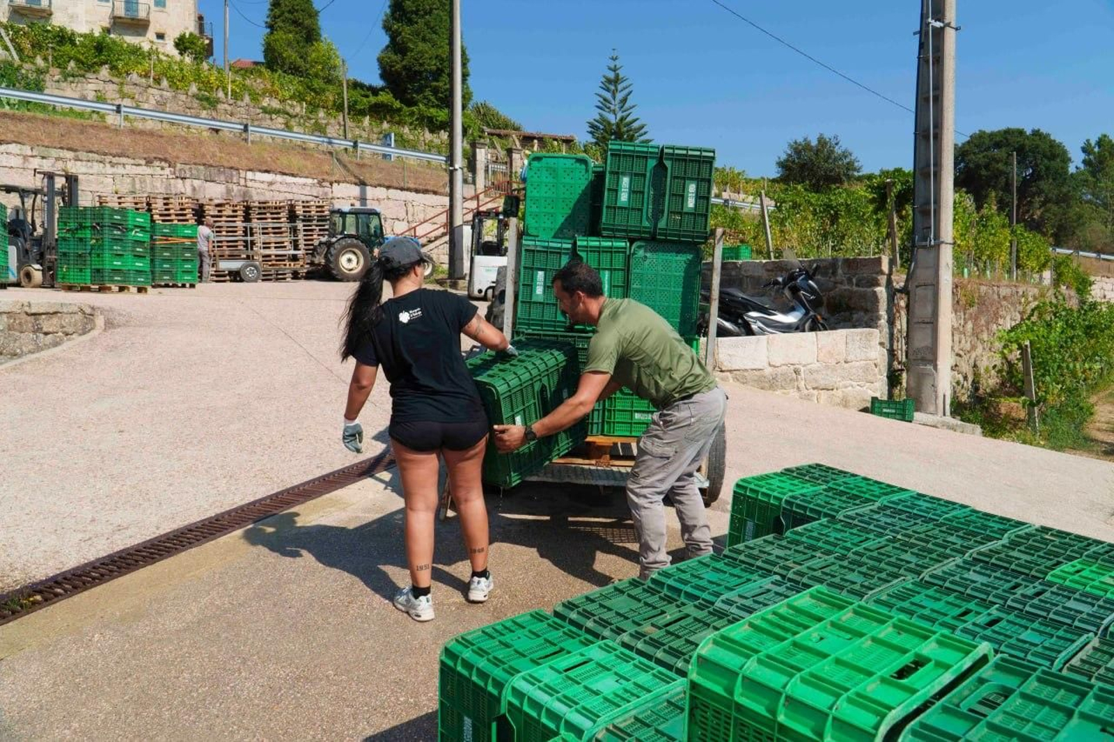 Galería | El calor adelanta la vendimia en las Rías Baixas