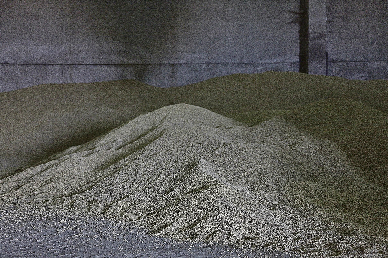 Cebada ya almacenada en uno de los silos habilitados en la comarca de A Limia.