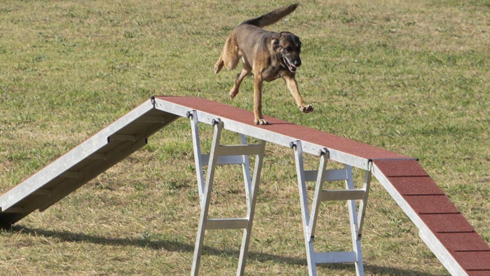 Con personal, perros o helicópteros, las Fuerzas Armadas ofrecieron ayer un espectáculo dinámico, con la presencia del alcalde, Abel Caballero, en sus gradas