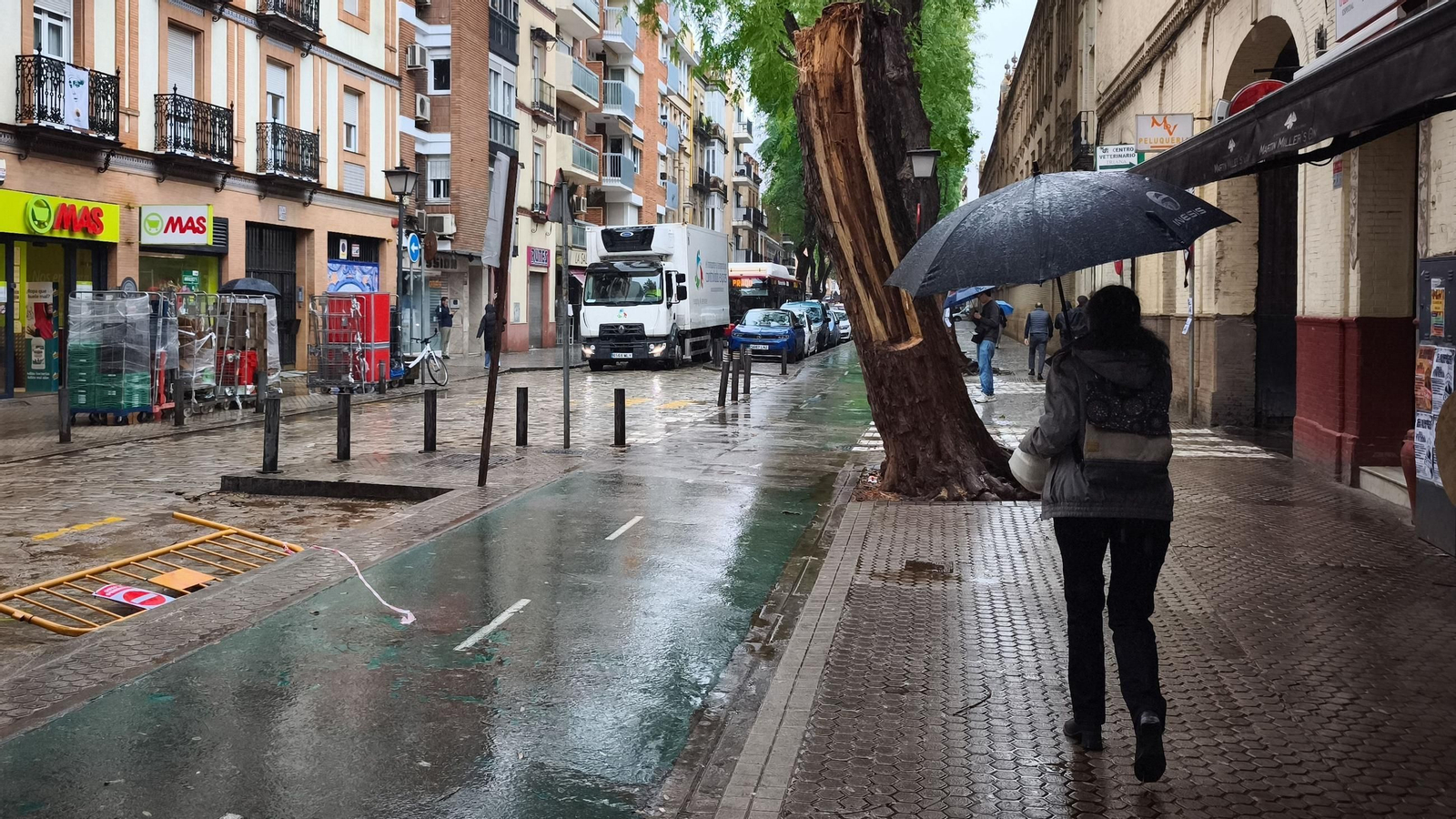 Restos de un árbol de grandes dimensiones caído en Sevilla durante el temporal.