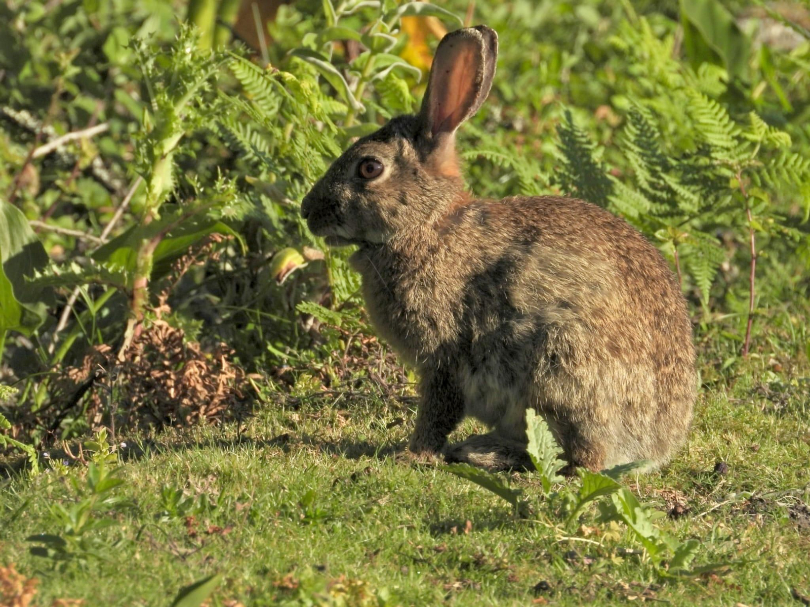 un ejemplar de conejo de las Cíes.