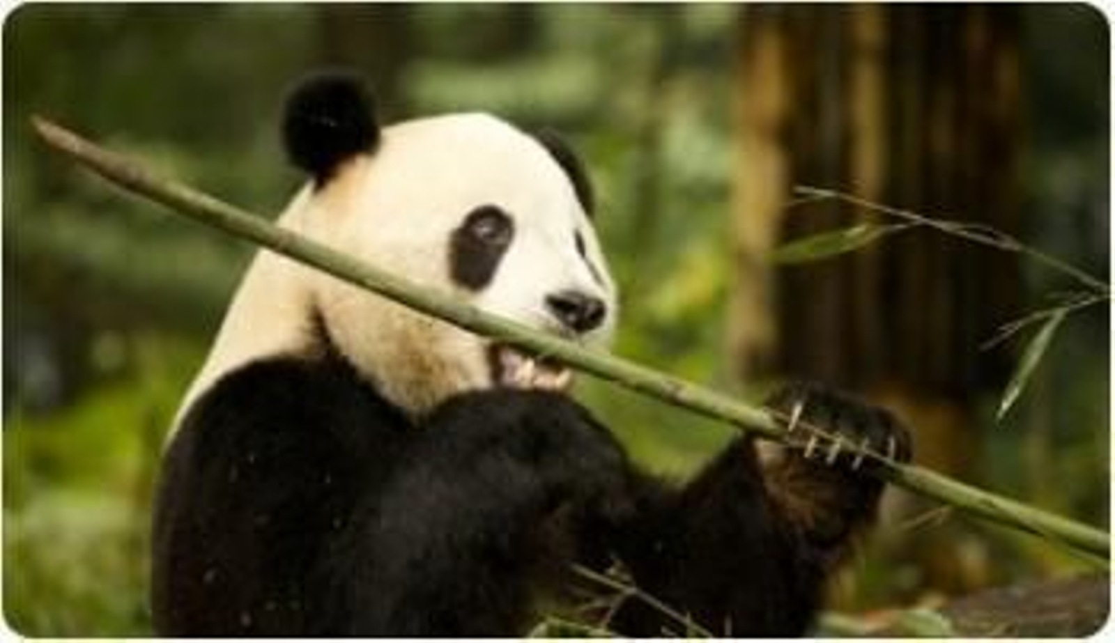 Oso panda gigante actual.