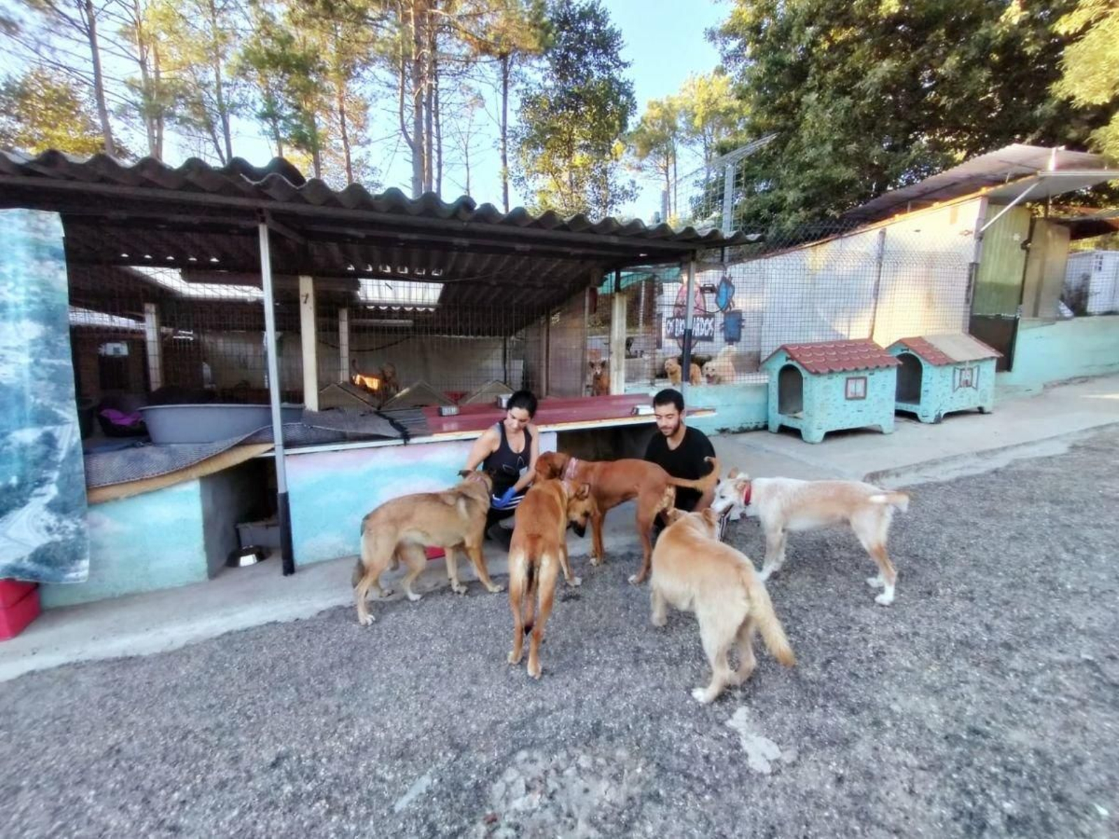 El refugio de animales Os Biosbardos, situado en Ponteareas.