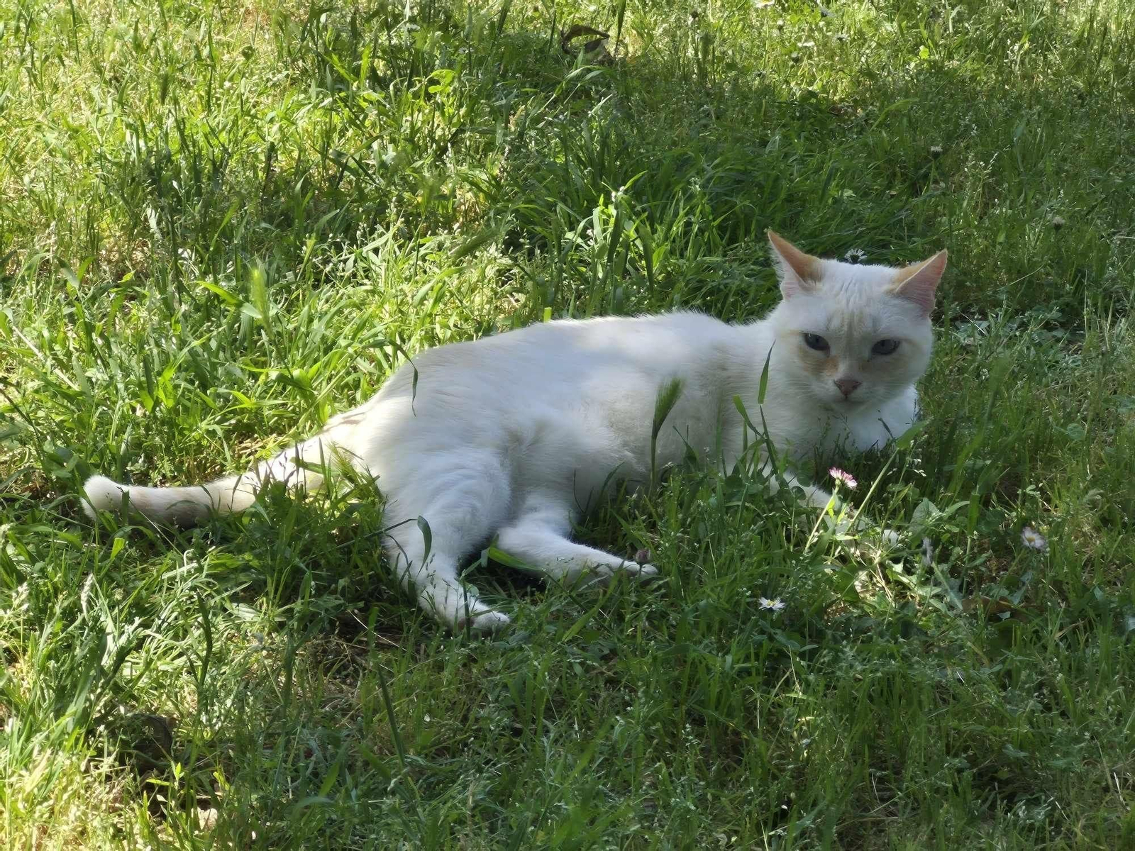 Blanquita