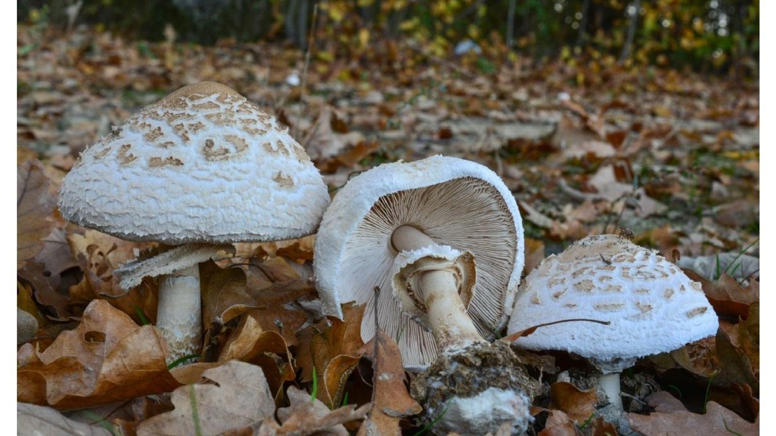No se debe recoger setas en sitios adyacentes contaminados, ríos cercanos a fábricas, o algún tipo de vertimiento de residuos.