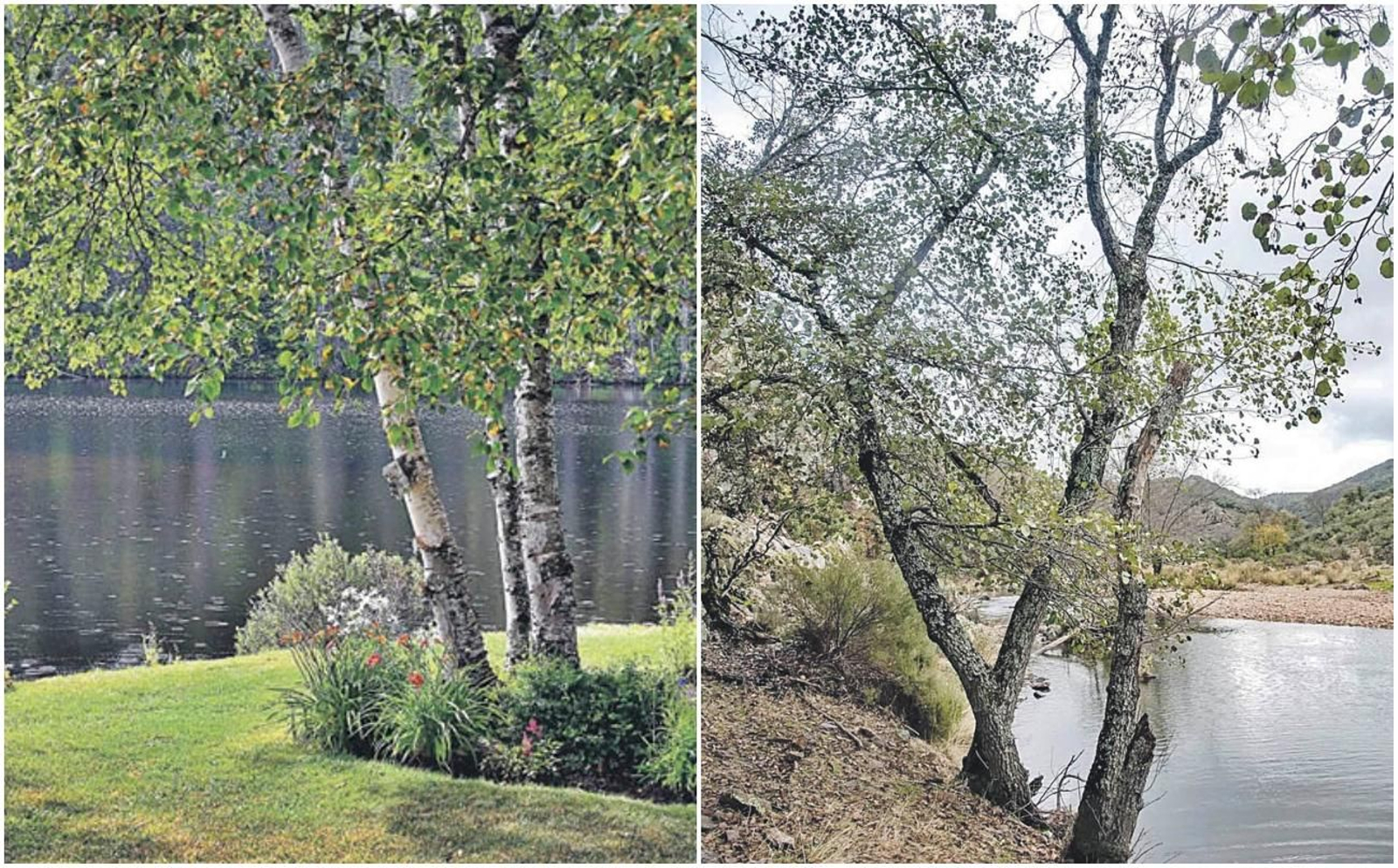 Abedules y alisos, en el margen de un río, su hábitat común.