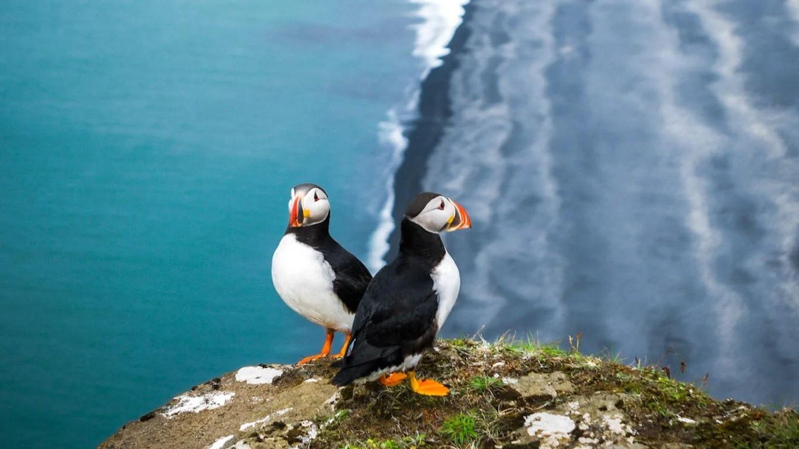 Imágenes finalistas del concurso de fotografía de naturaleza de Stanford