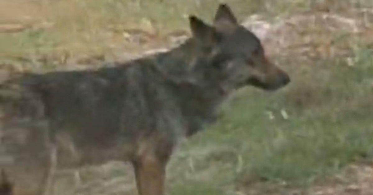 La presencia de lobos alerta a los habitantes de Larouco