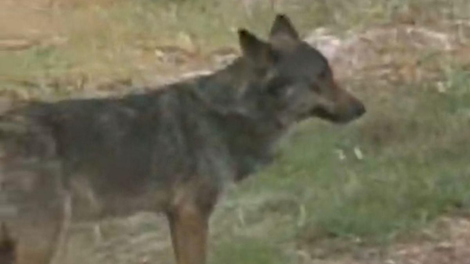 El lobo deambulando a cien metros de Larouco.