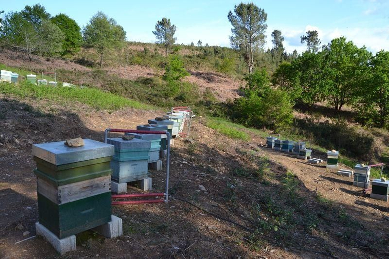 Las colmenas están en los montes de Cameixa, en Boborás.