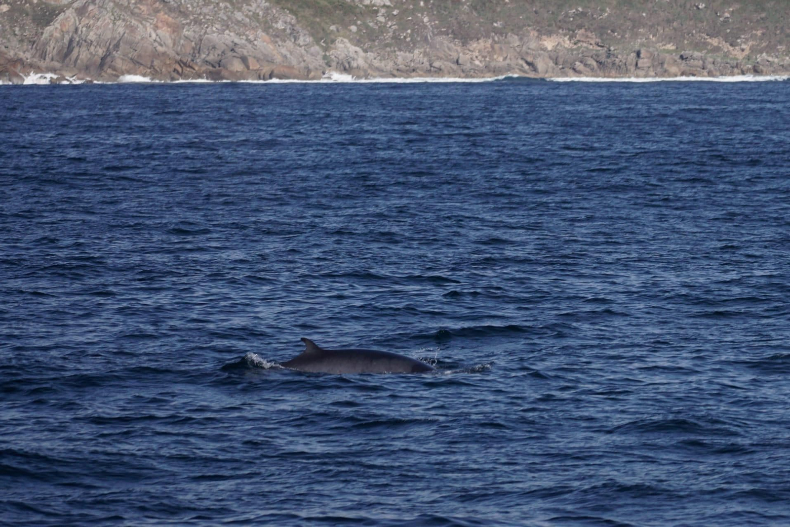 Avistamiento de ballenas.
