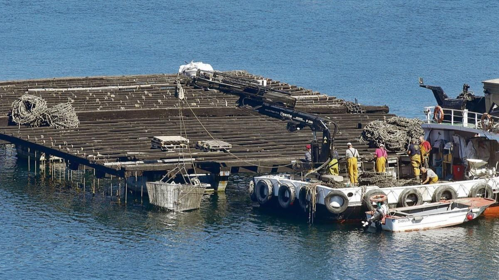 Trabajadores del mar durante su labor en una batea en la Ría de Vigo.