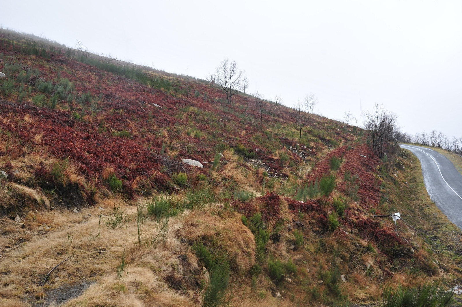 PARADA DE SIL, CABEZA DE MONTE MEDA 29/01/2020.- Degradación paisajística y medioambiental tras los incendios del 2017, Ribeira Sacra. José Paz