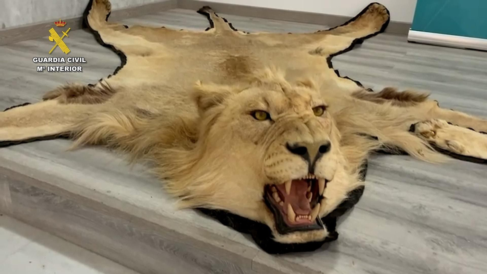 Alfombras elaboradas con piel auténtica de león incautadas en la operación de la Guardia Civil.