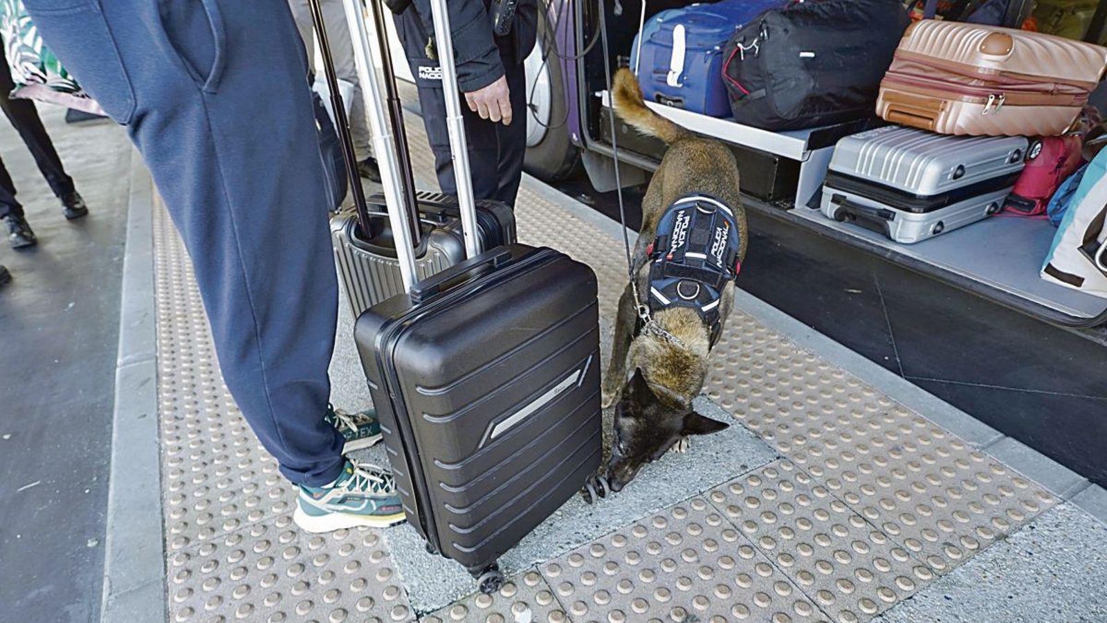 A principios de esta semana comenzó en funcionamiento en Vigo el dispositivo en conjunto de la Brigada Móvil del Transporte y la Unidad Especial de Guías Caninos.