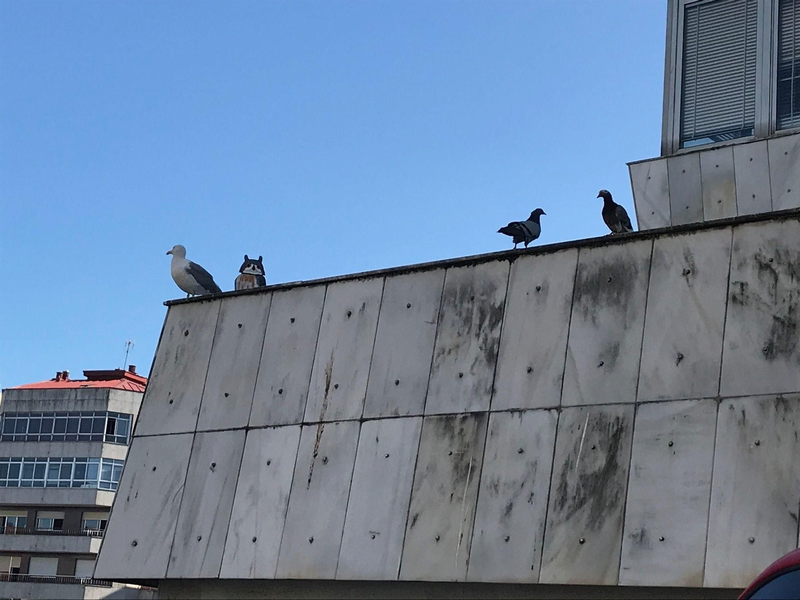 Una gaviota y dos palomas comparten tejado con el búho de plástico en Hacienda.