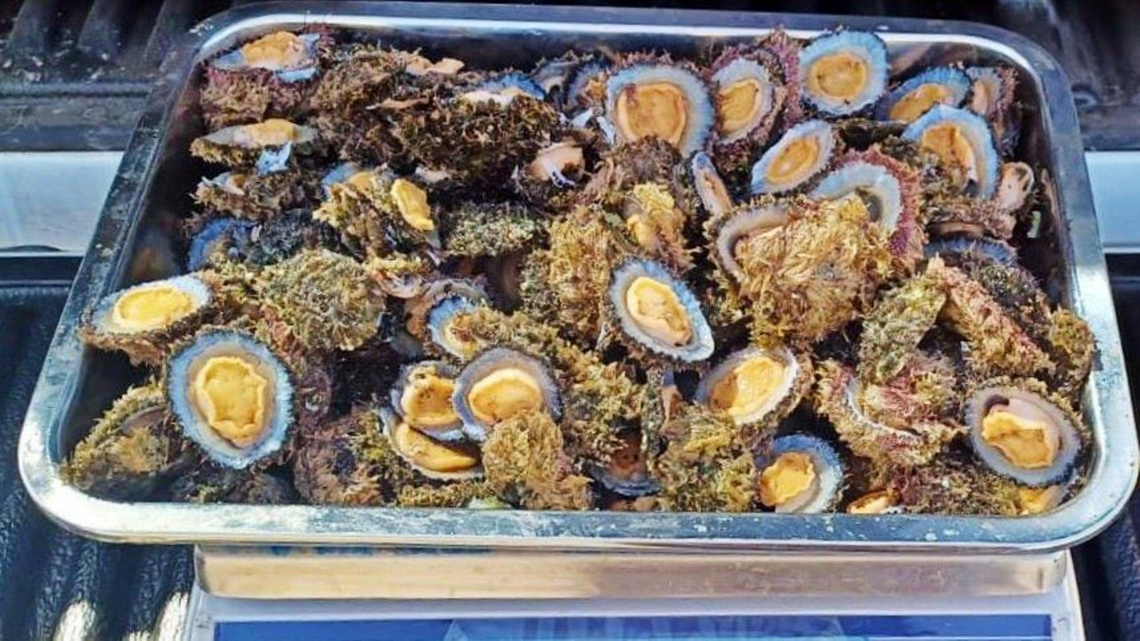 Denuncian la venta de conchas marinas ilegales. // EP