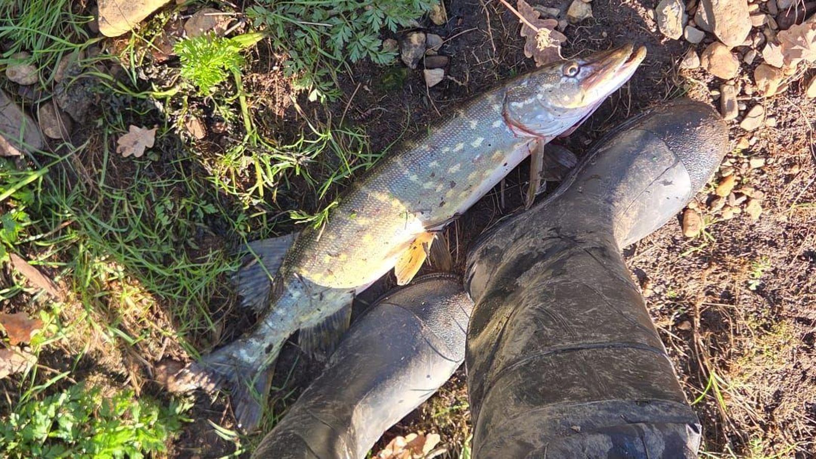 Comparativo del tamaño del ejemplar de lucio.