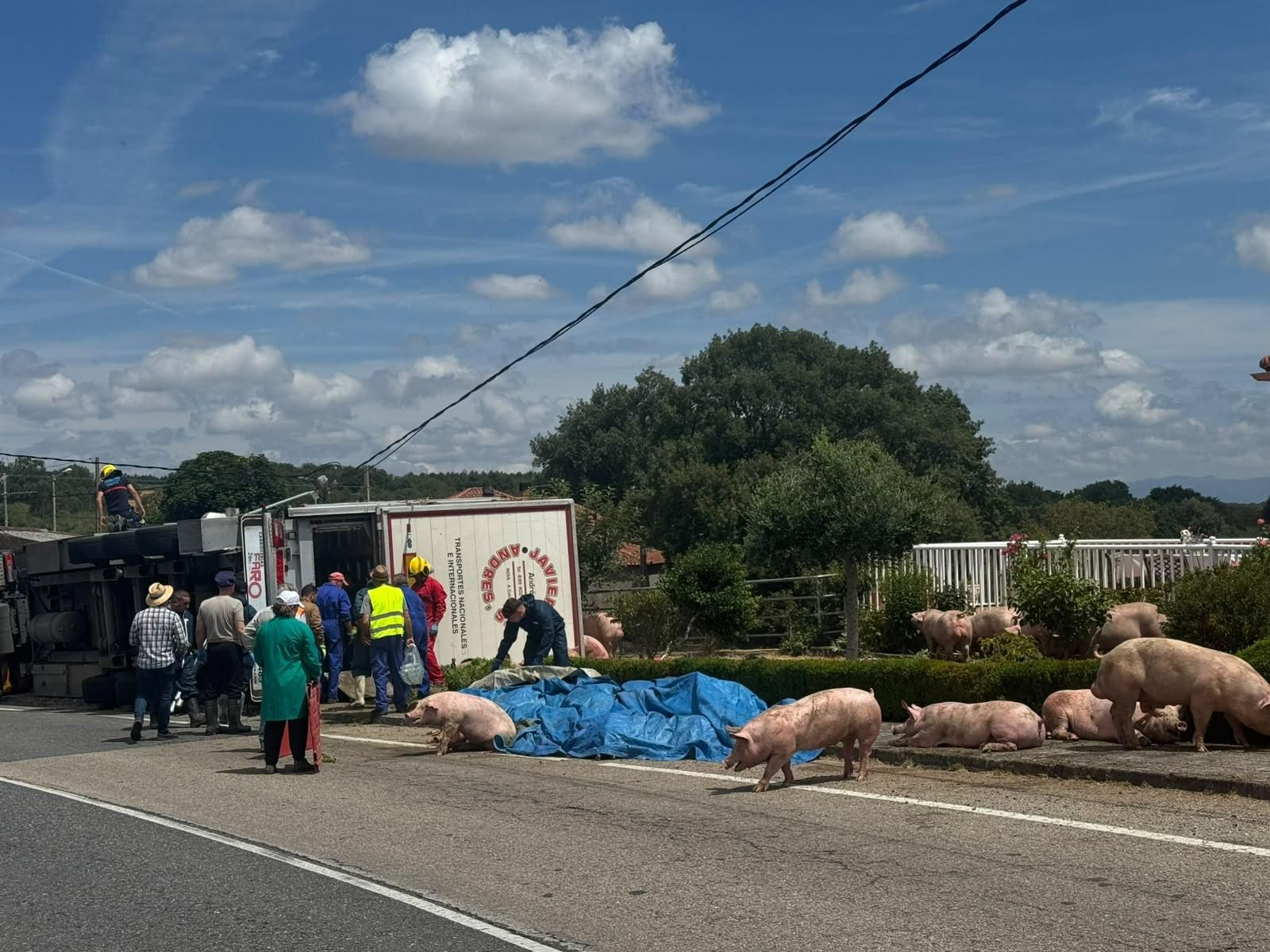 Galería | Decenas de cerdos terminan varados en una finca después de volcar el camión que los transportaba
