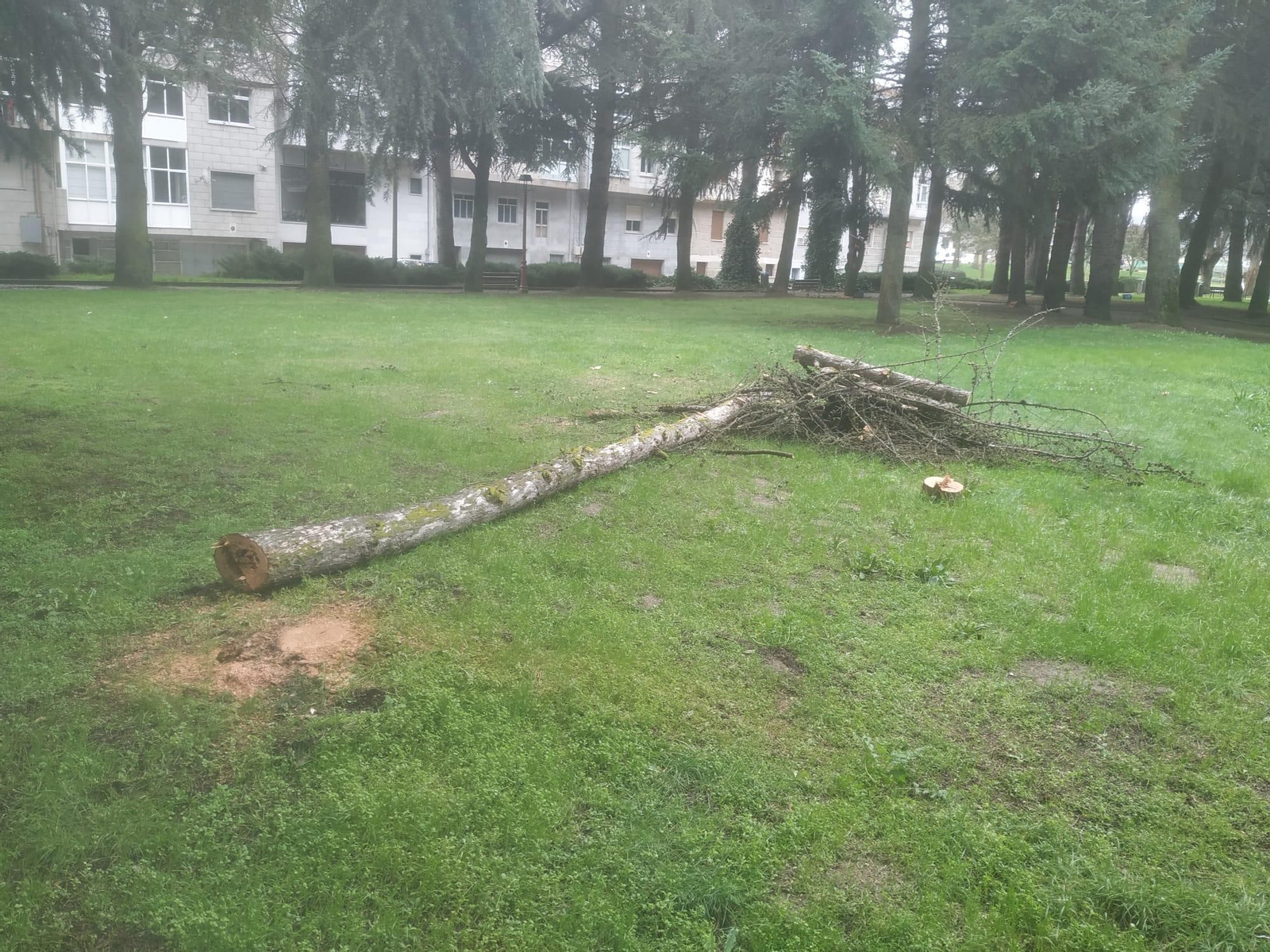 Uno de los árboles que se quitó del parque del Toural.