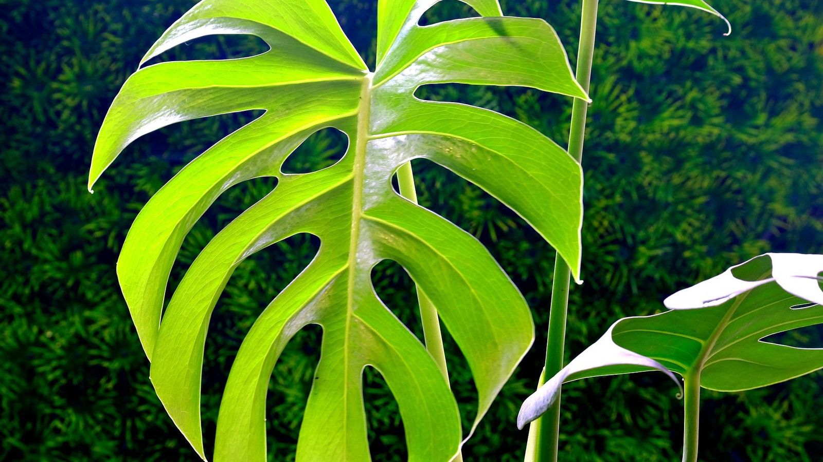 Monstera deliciosa costilla de adán