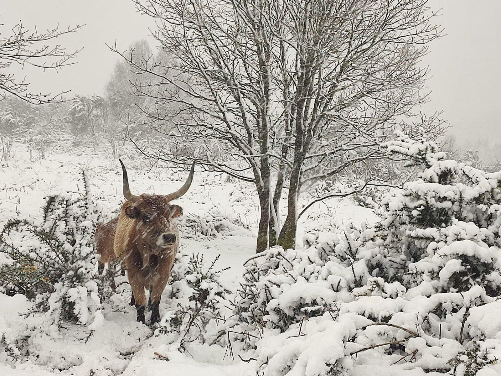 Parroquia de Santiago de Calvos