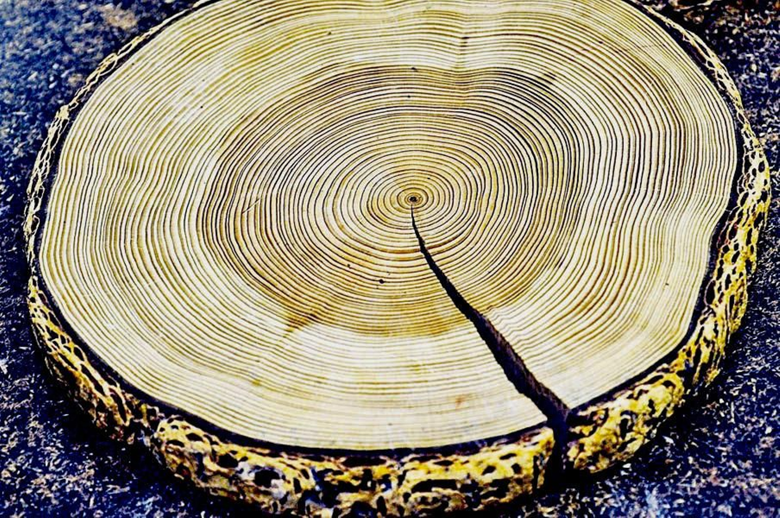 Tronco en el que se observan los anillos de un árbol en los que se registra su vida.