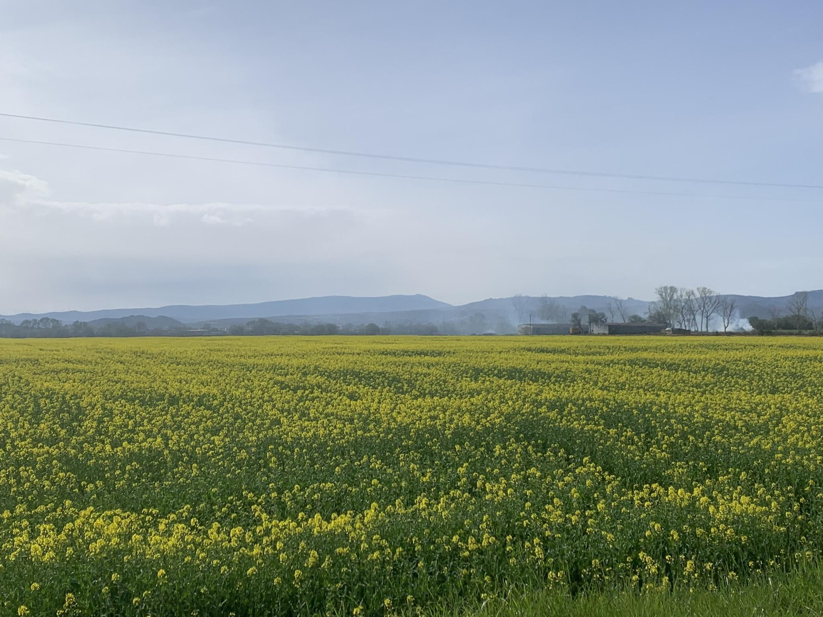 Campos de alfalfa.