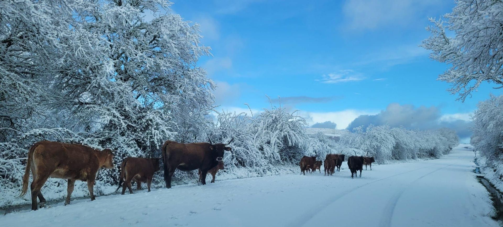 Parroquia de Santiago de Calvos