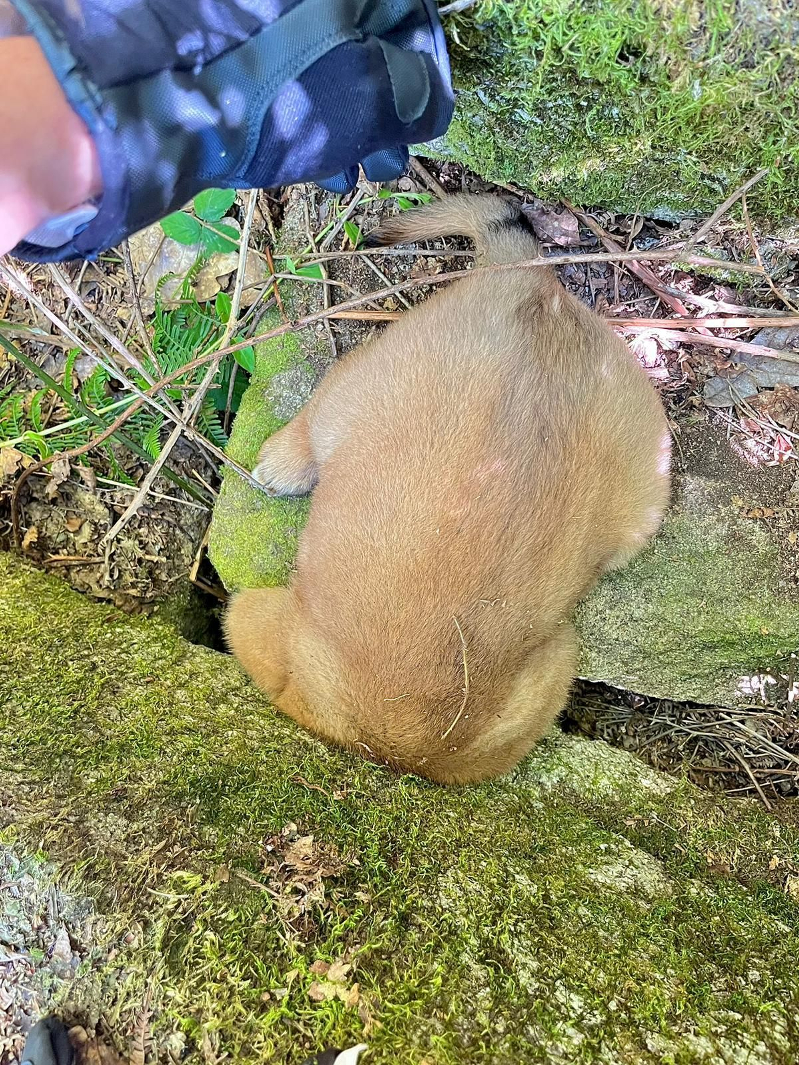 El cachorro atrapado entre las piedras.