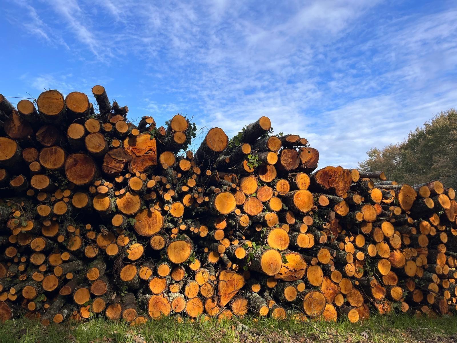 Madera amontonada en una finca en Coles.