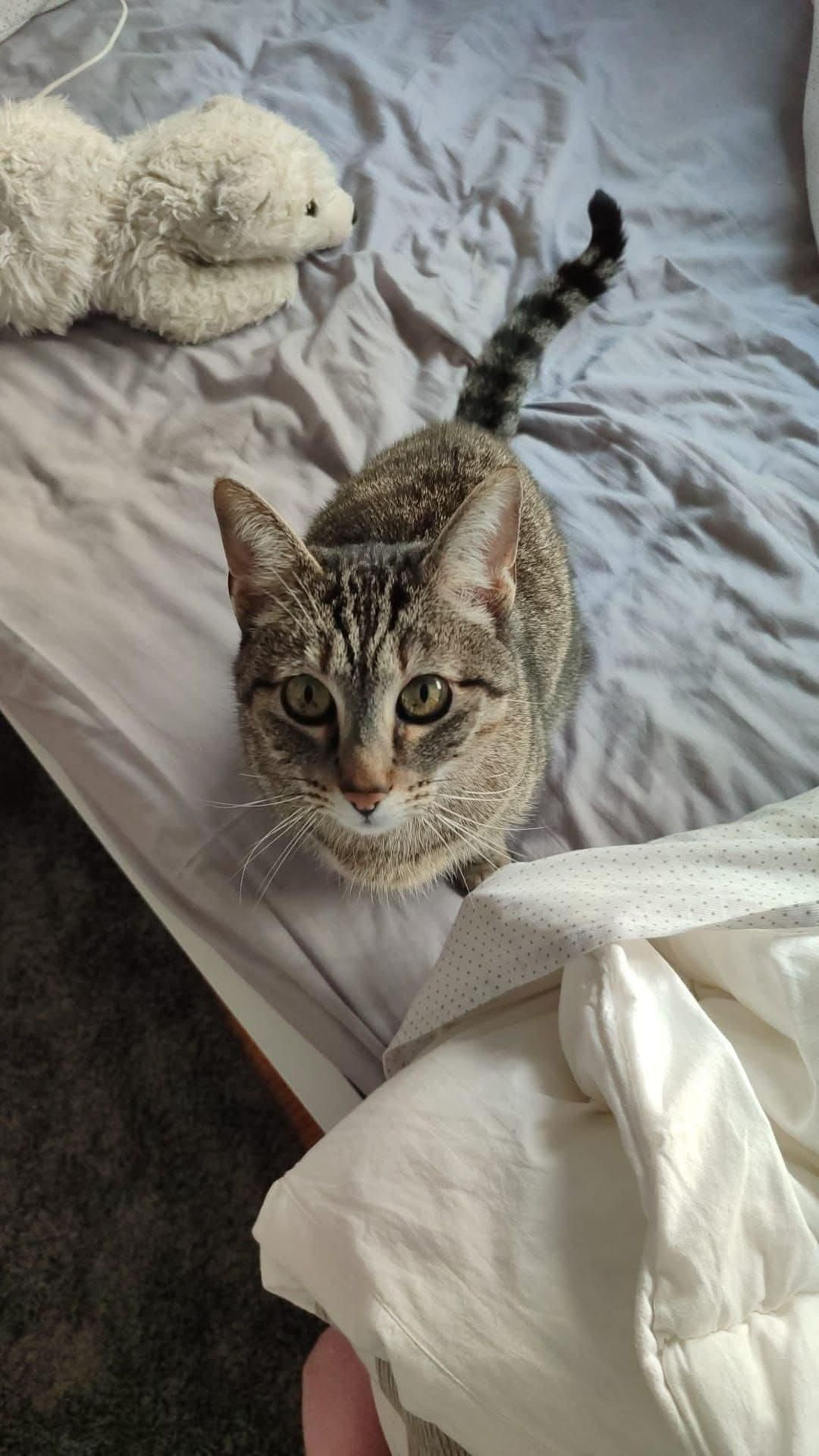 Gato