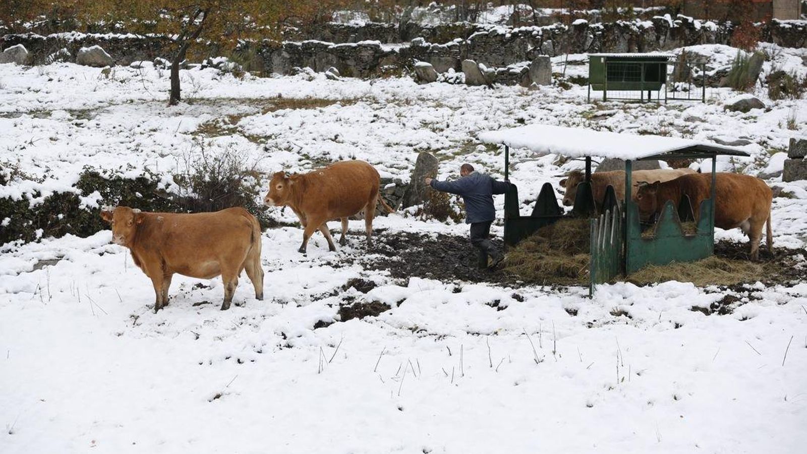 Vilavella (A Mezquita). 14/11/2019. Temporal de nieve y viento en la zona de A Mezquita y A Gudiña. En la foto nieve en O Pereiro, A Mezquita. Foto: Xesús Fariñas