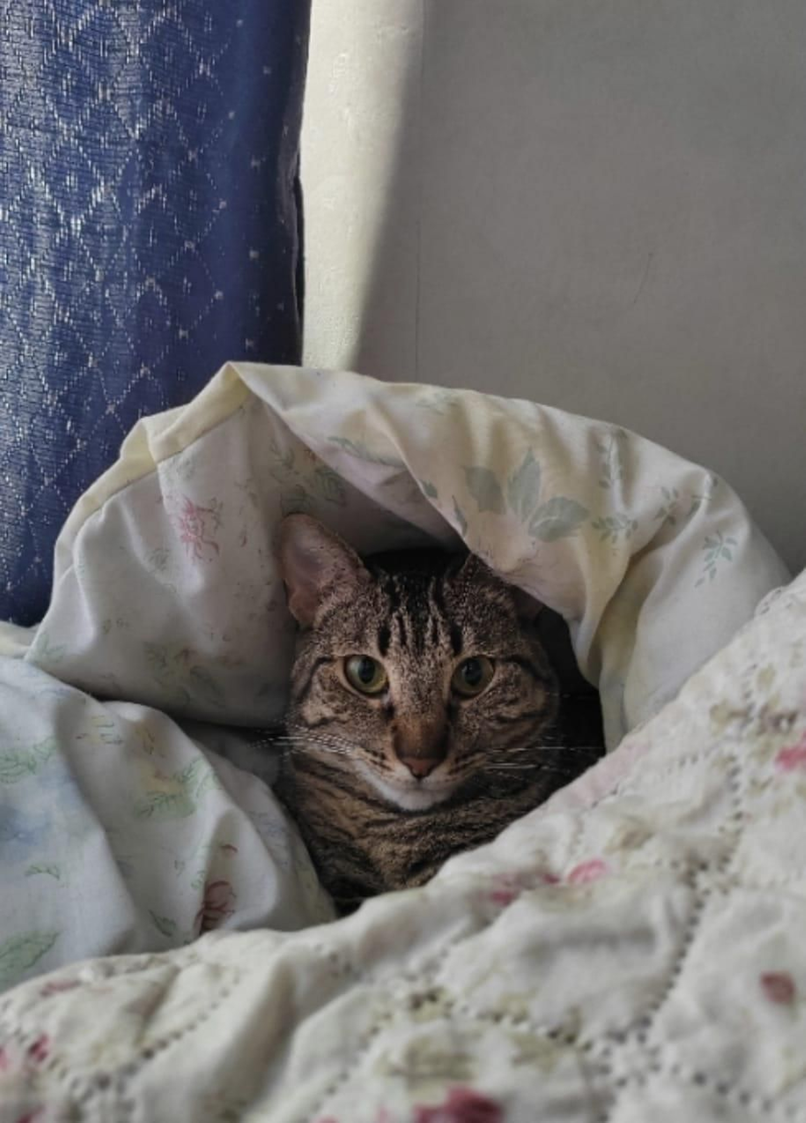 Frella