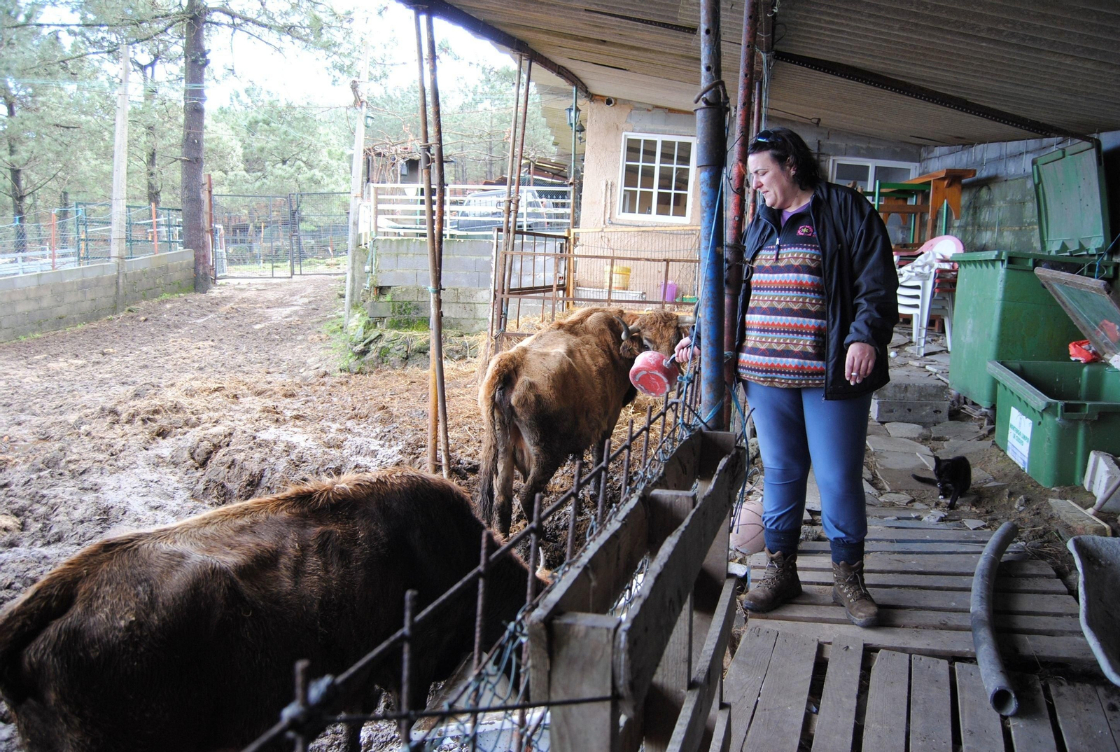 Diana Pino, con sus vacas en Baiona.