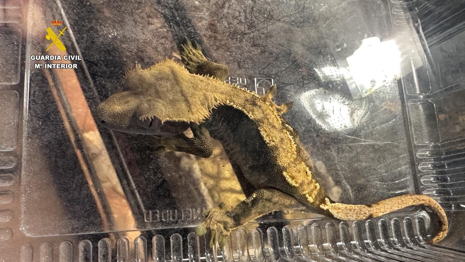 Animales exóticos incautados en Burgohondo por la Guardia Civil, entre tortugas, iguanas y tarántulas, valorados en 85.000 €.