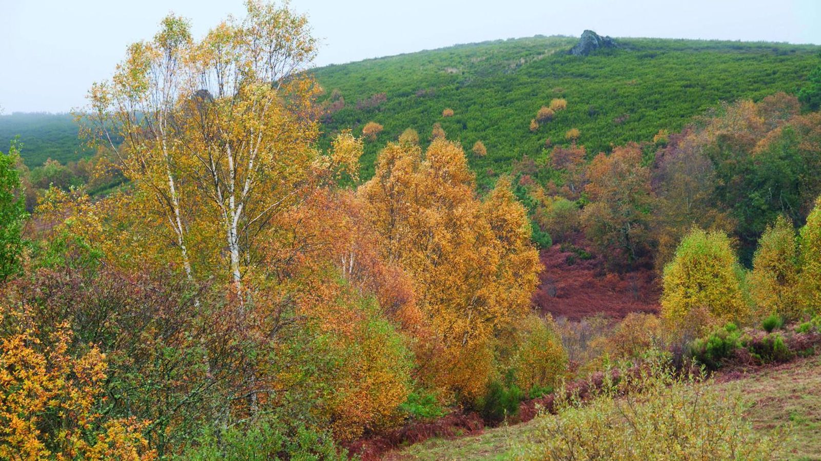 Bidueiral de Montederramo (TURISMO DE GALICIA).