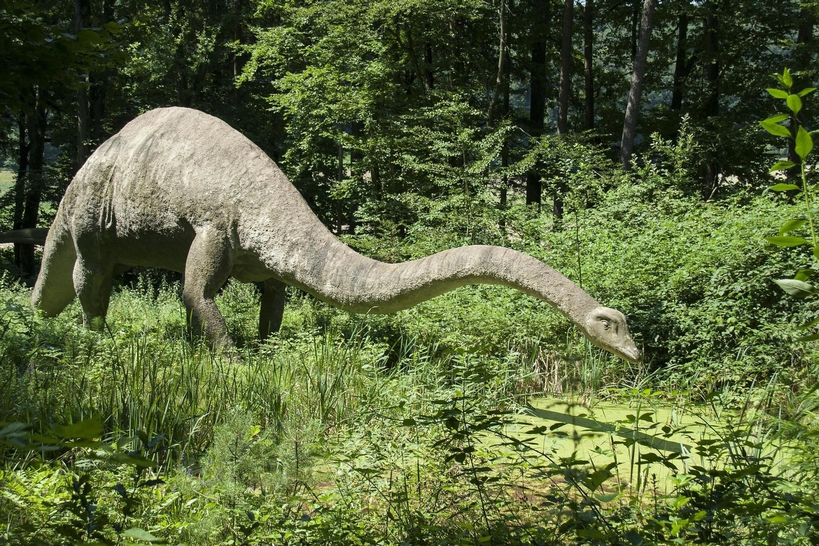 Un Diplodocus.