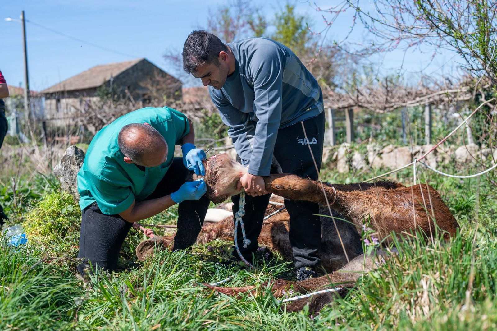En los próximos días Tina irá recuperando la normalidad después de curar su herida.