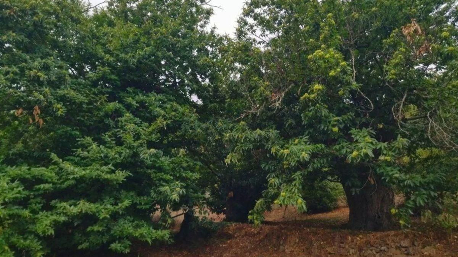 Souto de castaños en Valdeorras.