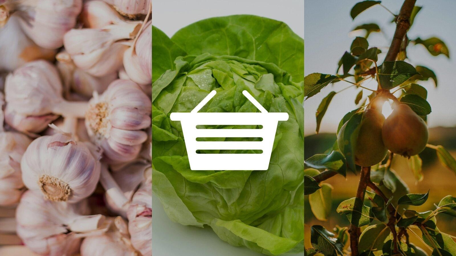 Ajos, lechuga iceberg y peras.