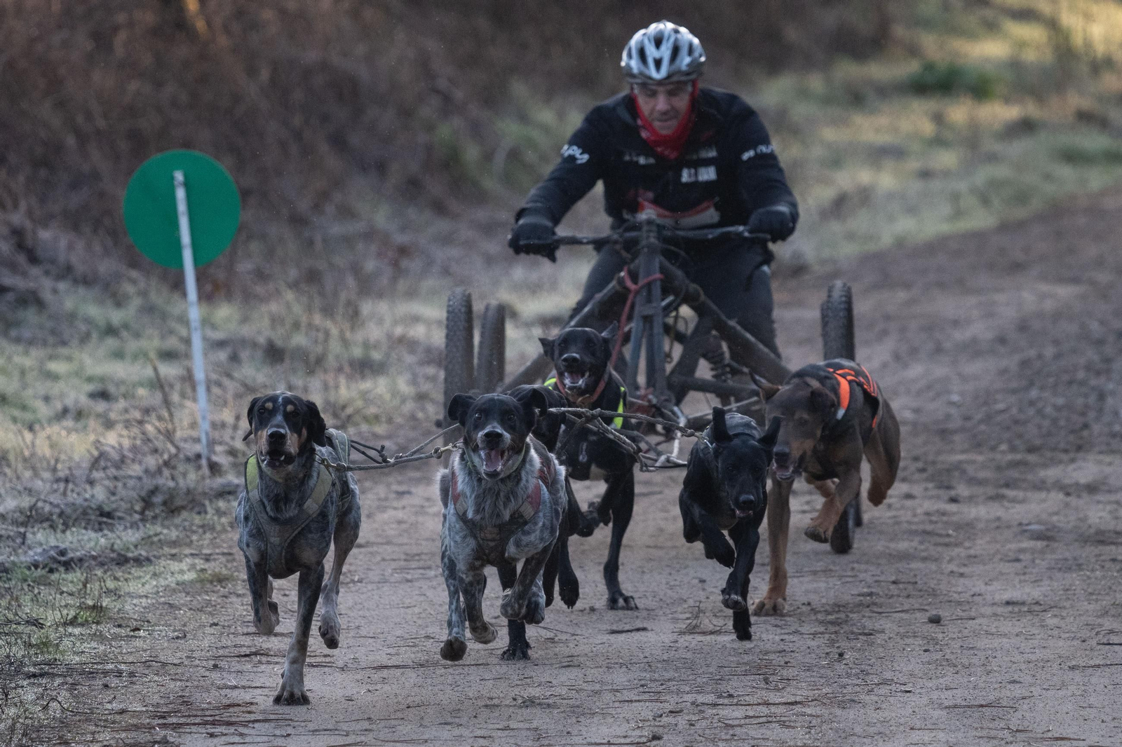 Galería | El mushing acerca los deportes de invierno a Ourense