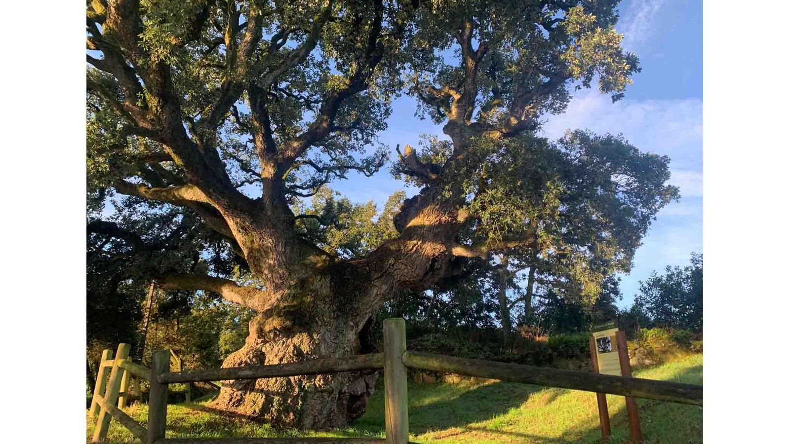 Silleda. Sobreira de Siador( antiguedad 600 años) web