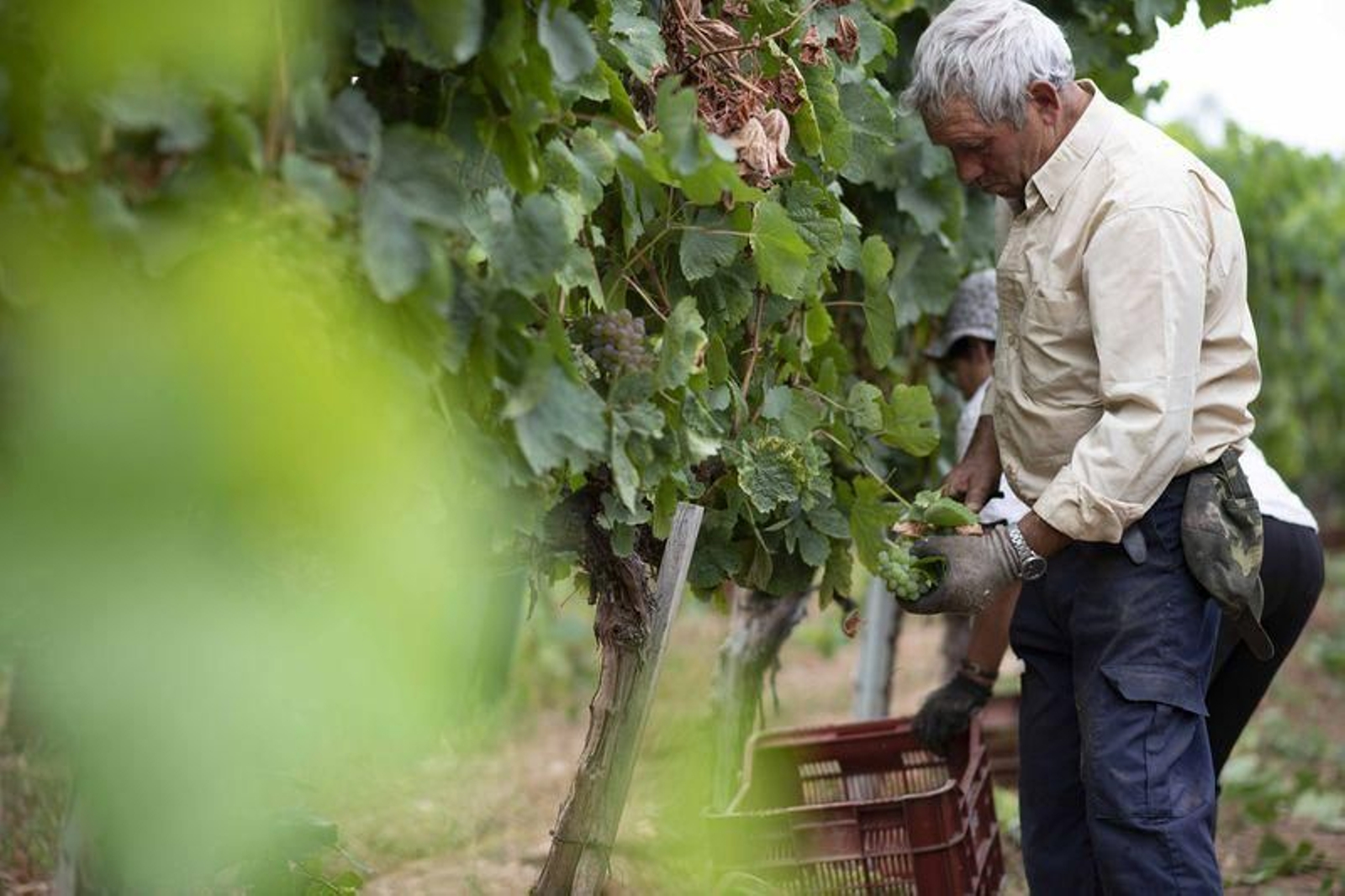 Vendimia en la bodega Pazos de Tapias, en Verín (XESÚS FARIÑAS)