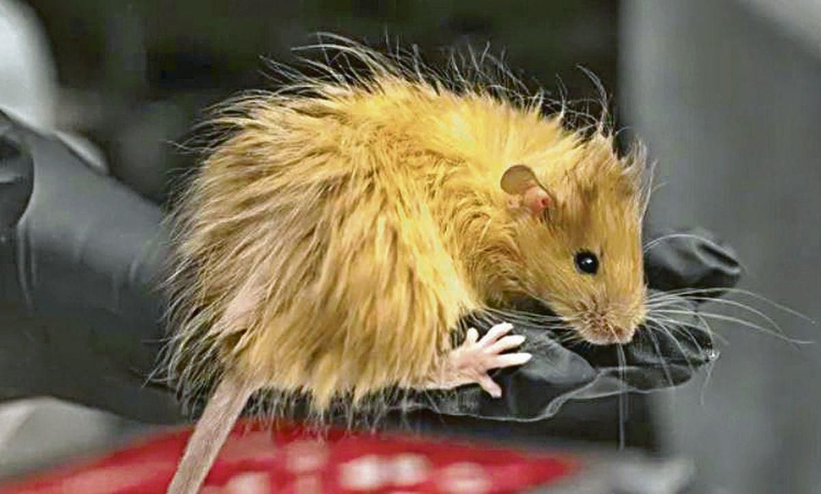 Aspecto de uno de los ratones lanudos creados con ingeniería genética en Texas.