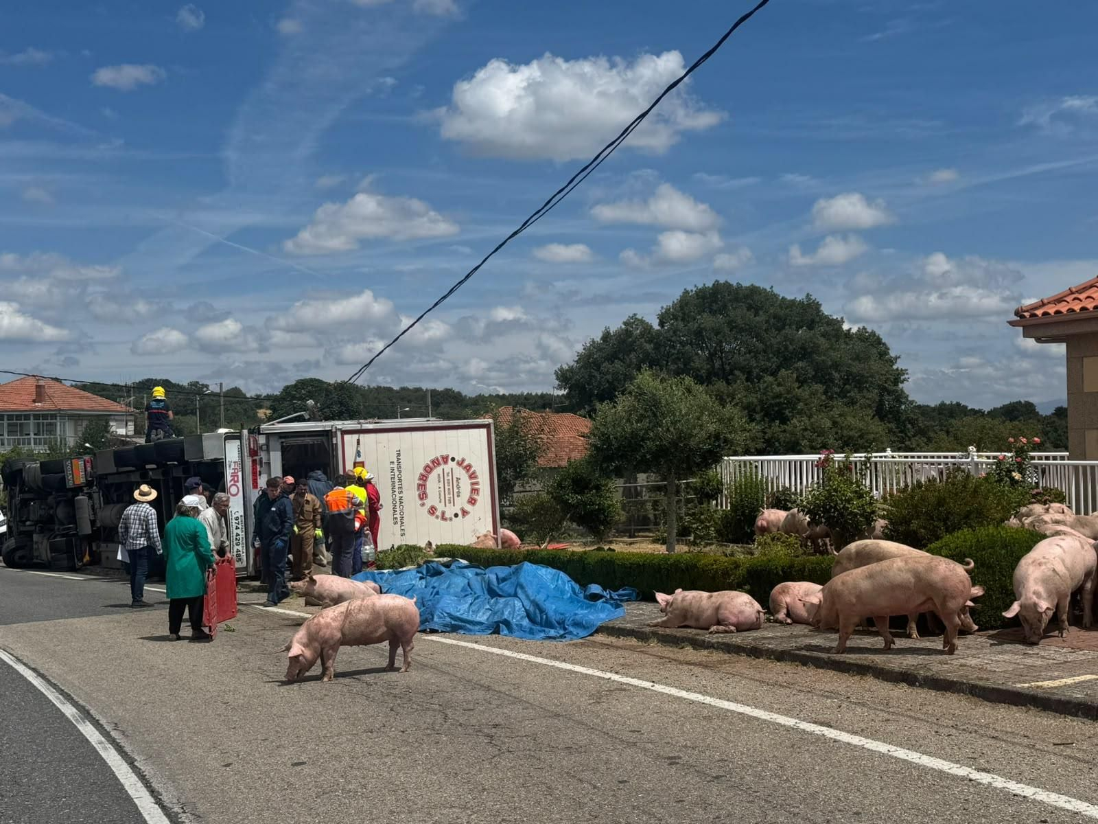 Galería | Decenas de cerdos terminan varados en una finca después de volcar el camión que los transportaba