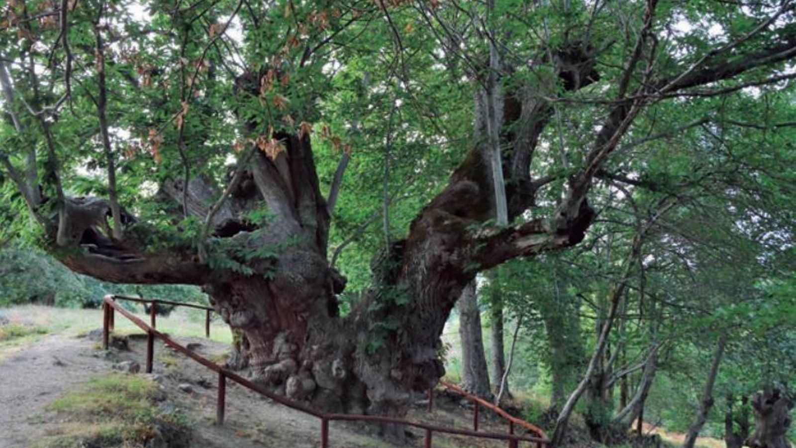 Castaño de Pombariños